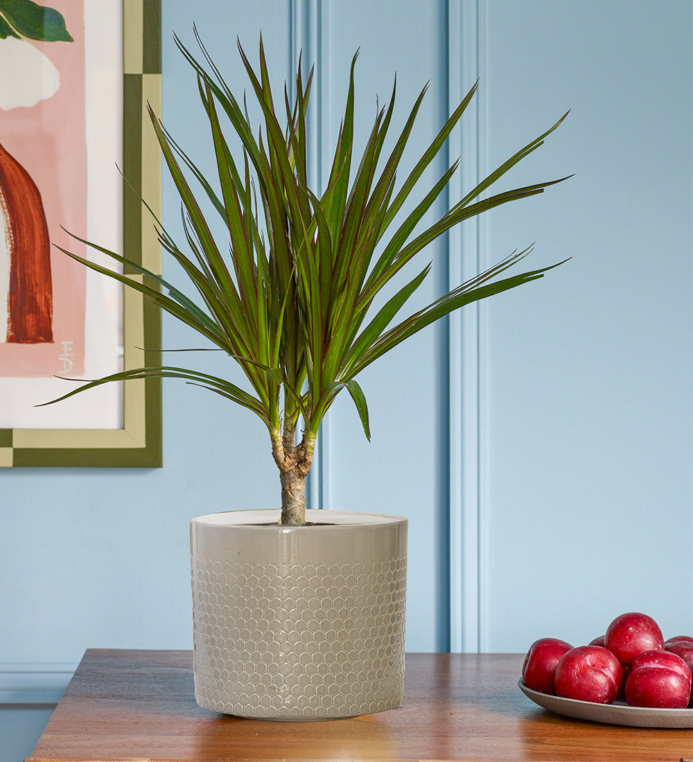 Dracaena Marginata & Pot