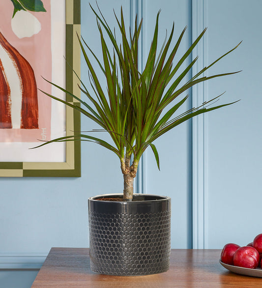 Dracaena Marginata & Pot