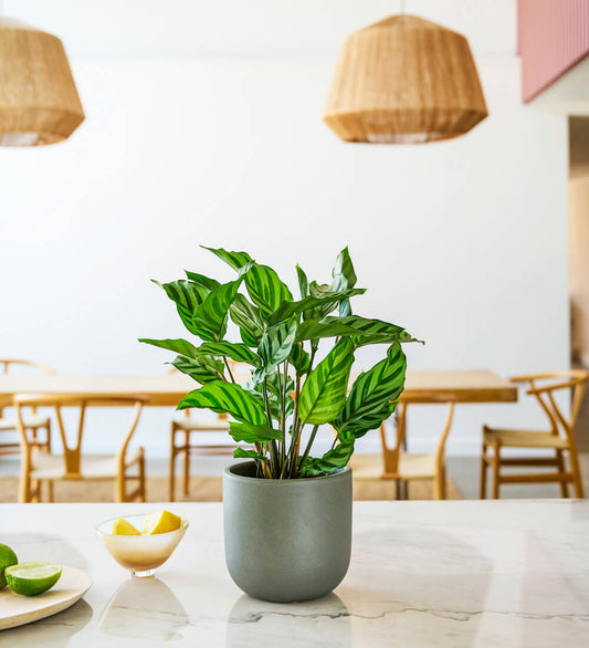 Calathea Freddie & Pot