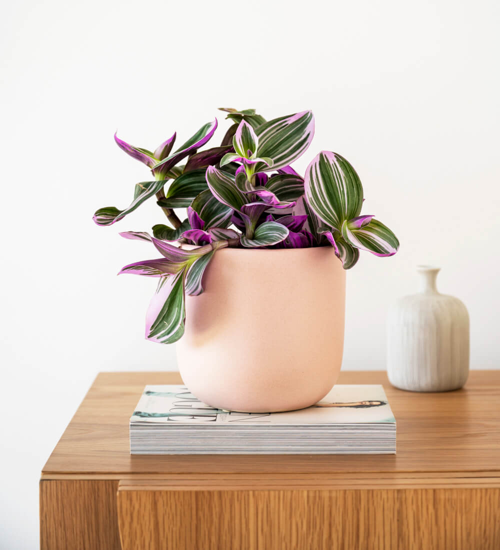 Tradescantia Nanouk