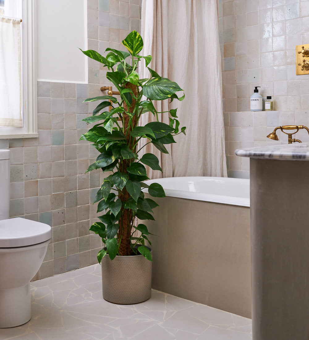 Devil's Ivy on Moss Pole & Pot