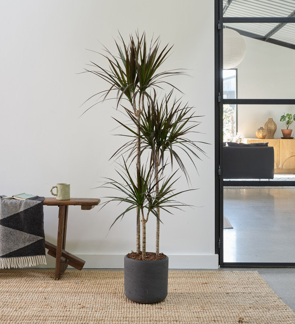 Dracaena Marginata Magenta