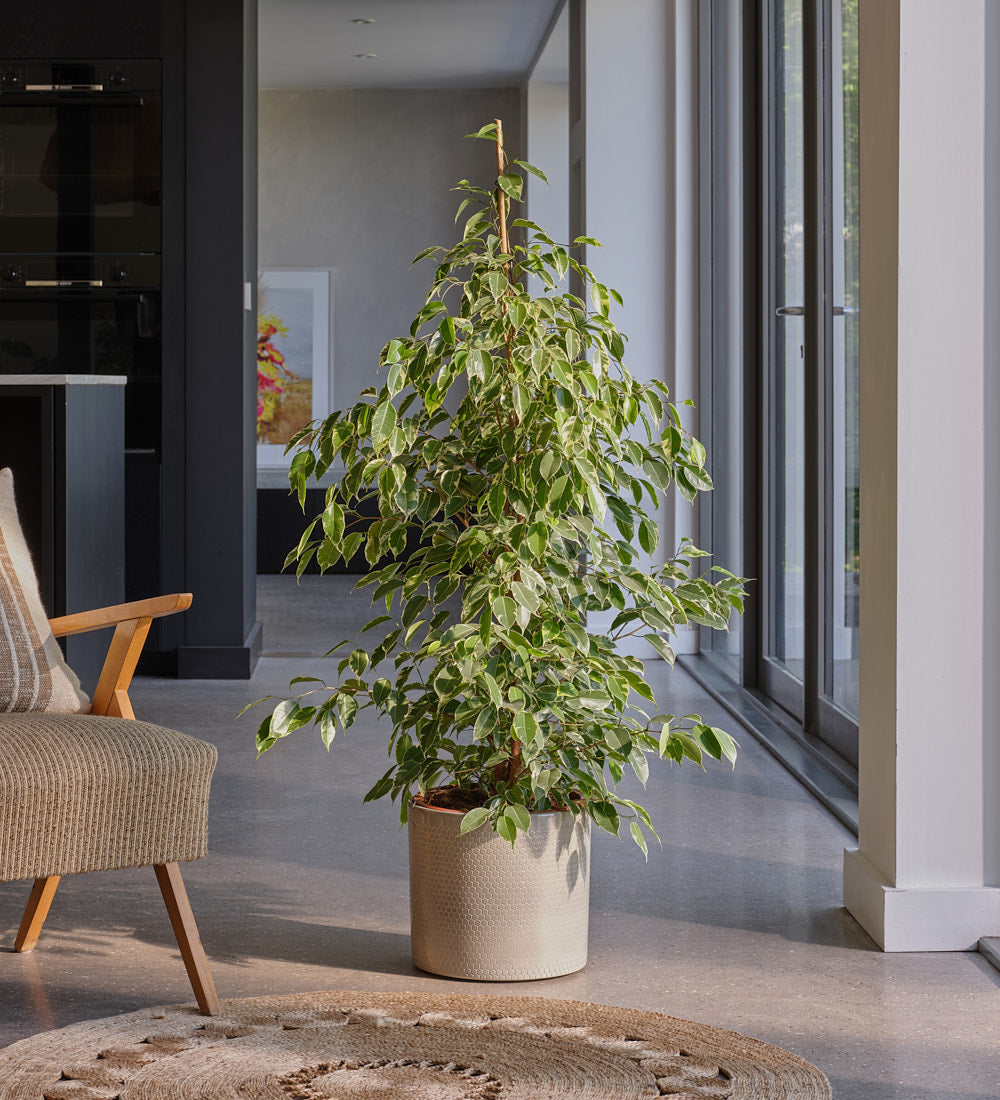 Ficus Benjamina Golden King