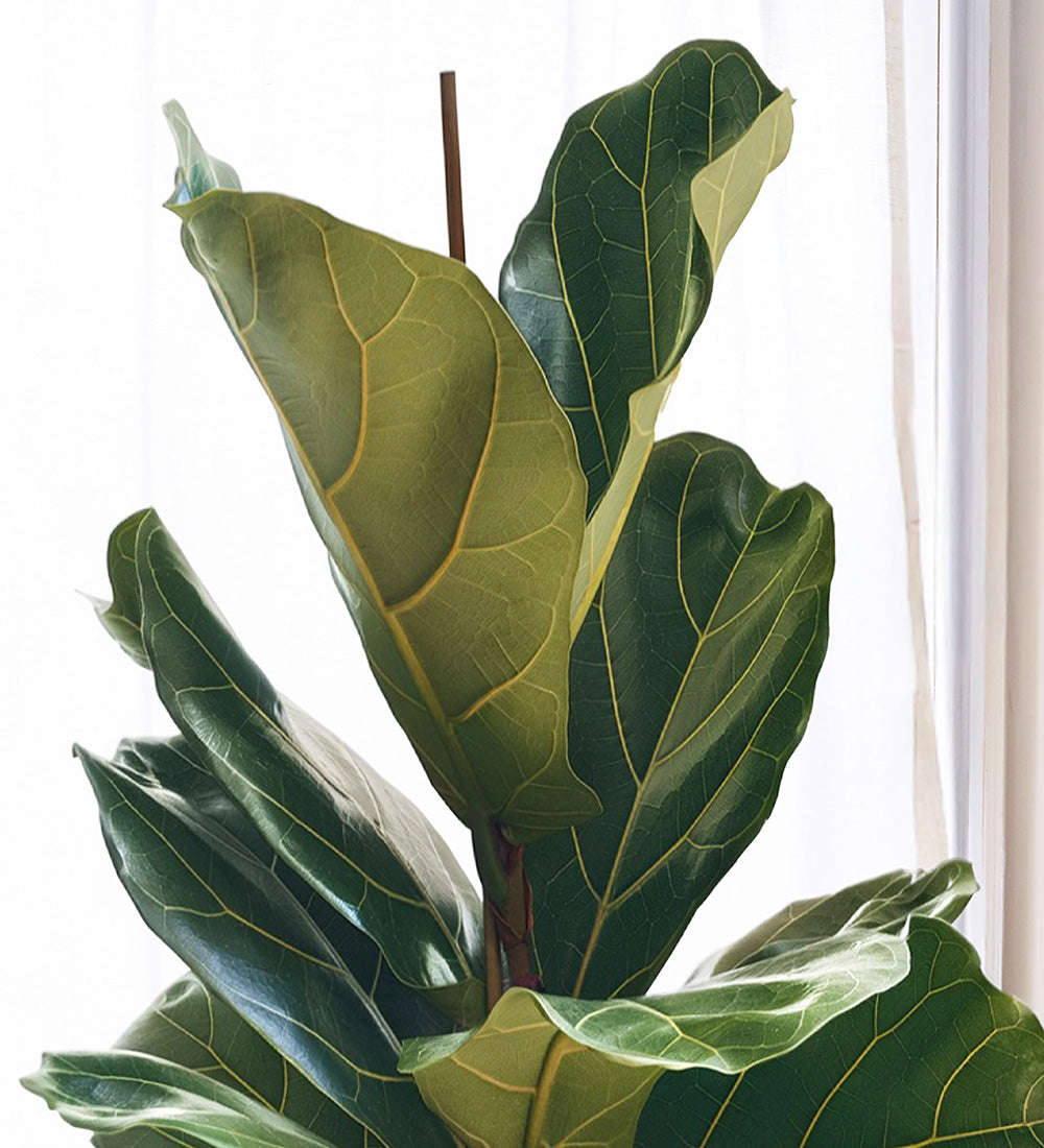 Fiddle-leaf Fig & Pot