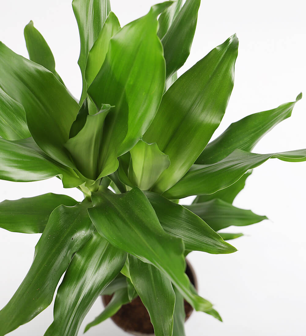 Large Dracaena Fragrans Steudneri