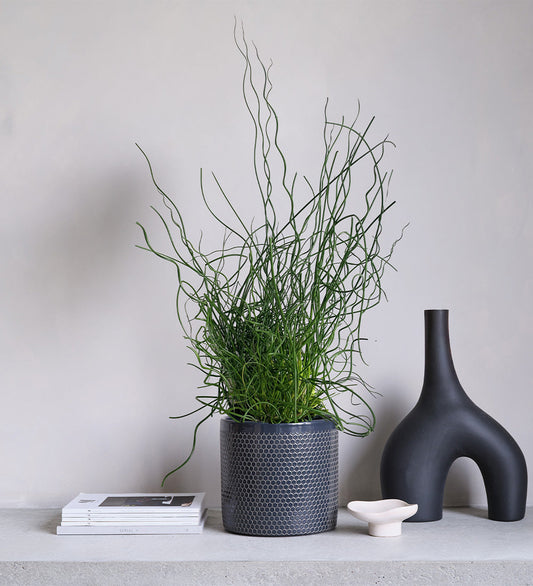 Juncus Effusus Spiralis & Pot
