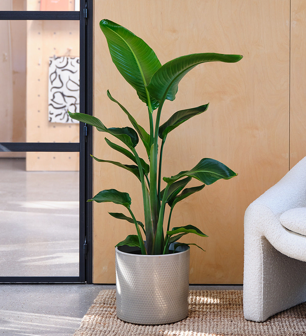 Bird of Paradise & Pot