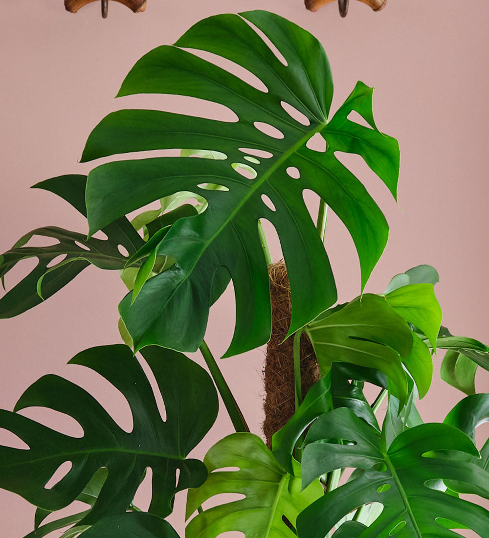 Swiss Cheese Plant & Pot