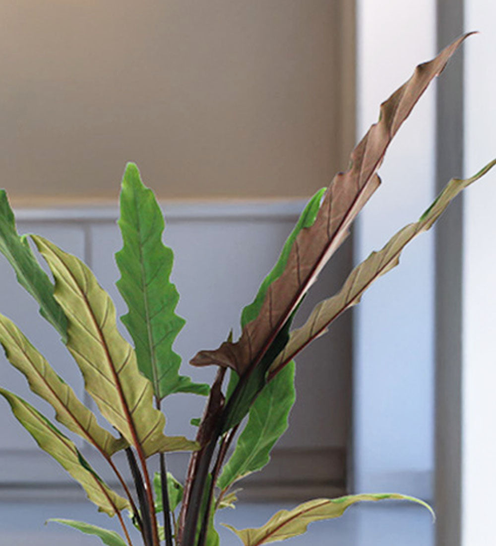 Alocasia Lauterbachiana