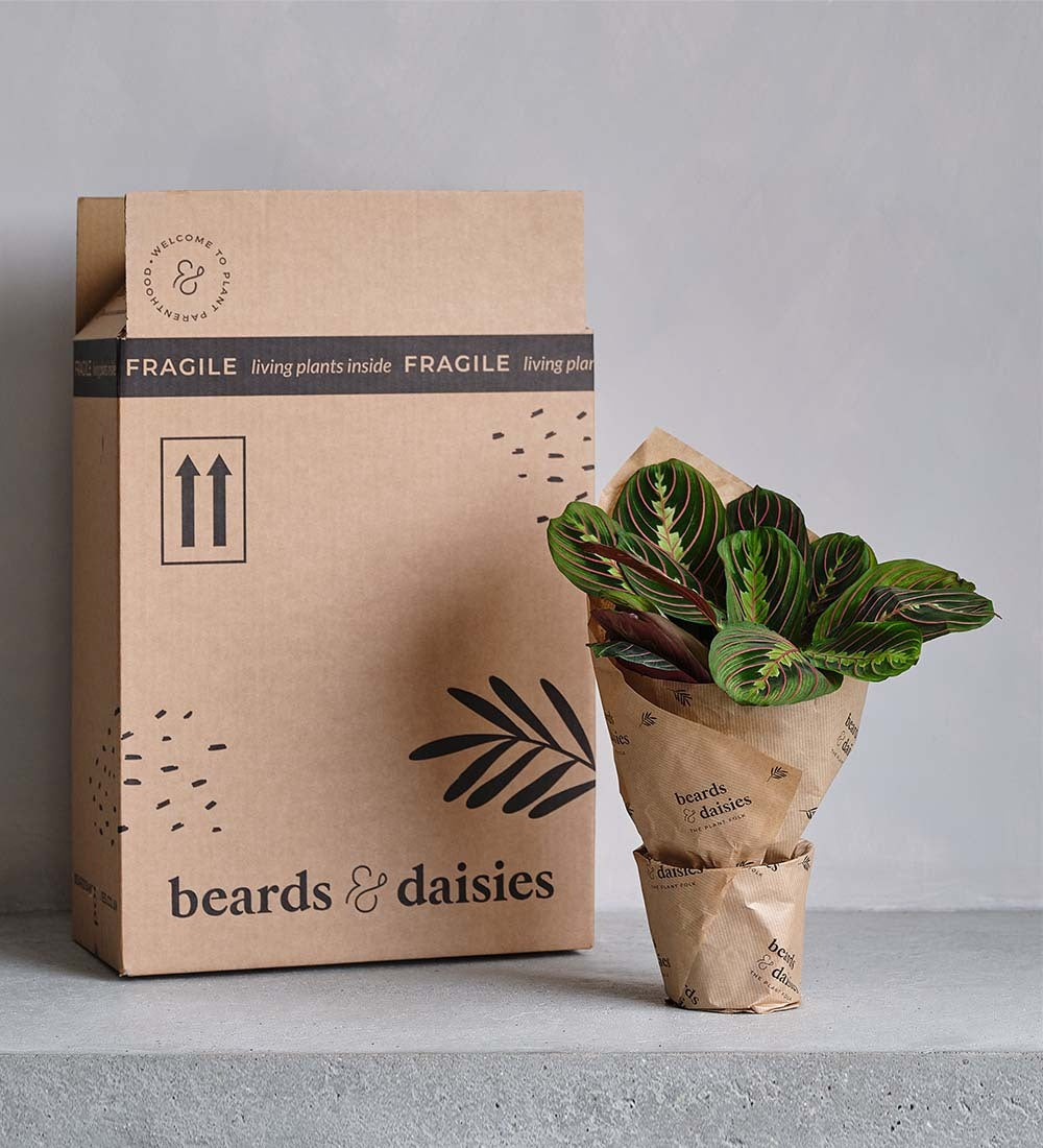 Hanging Sedum Burro's Tail