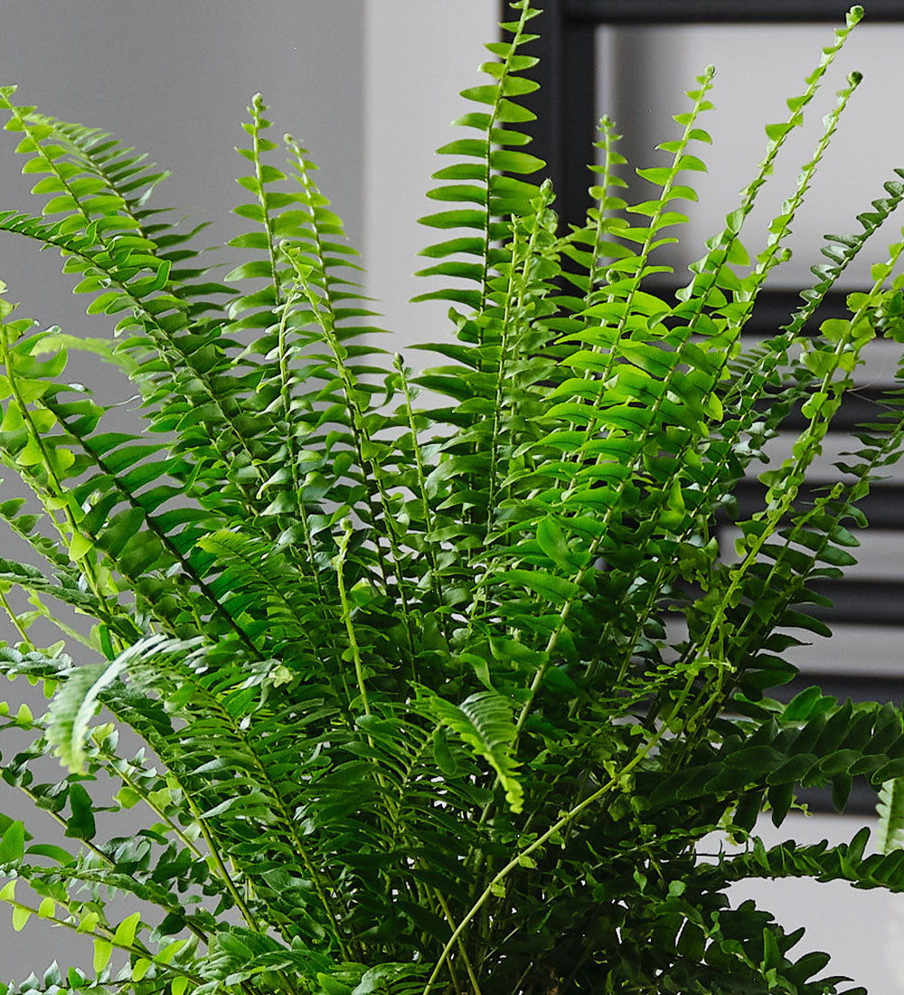 Boston Fern & Pot
