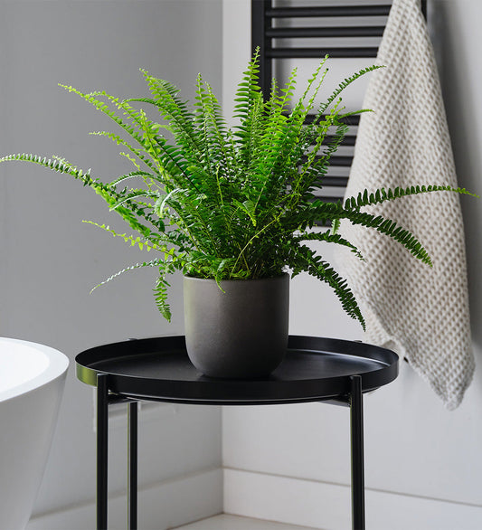 Boston Fern & Pot