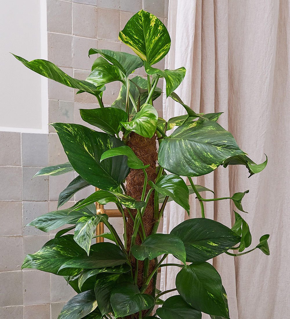 Devil's Ivy on Moss Pole & Pot