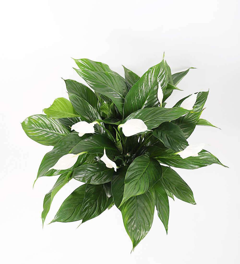 Large Peace Lily