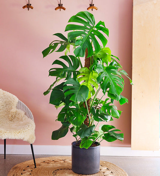 Swiss Cheese Plant & Pot