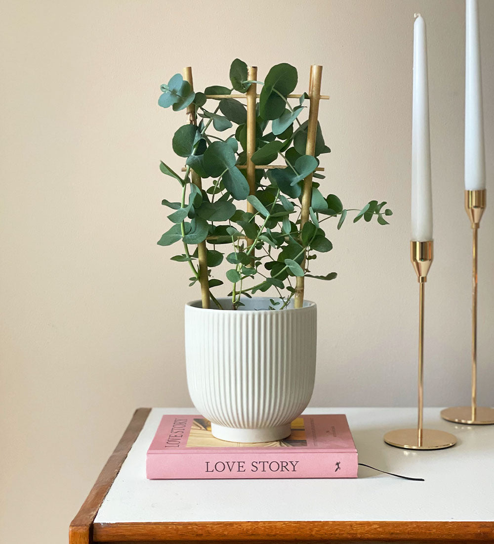 Eucalyptus & Pot