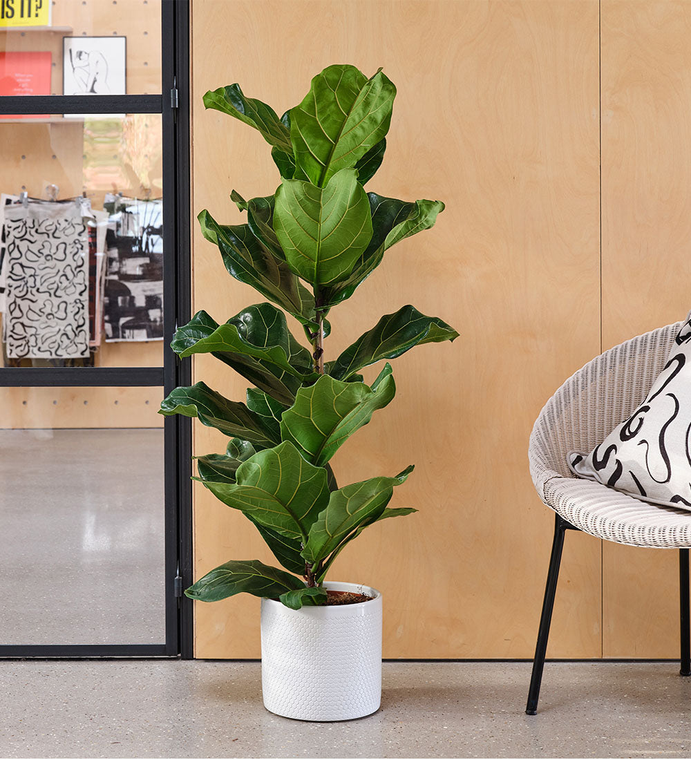 Fiddle-leaf Fig & Pot